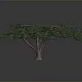Lush Green Tree With Many Spreading Branches And Dense Foliage