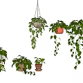Lush Hanging Plants In Basket Pots With Trailing Vines And Indoor Greenery