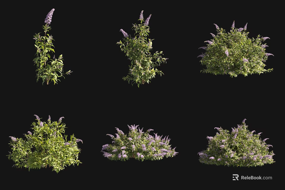 Various Forms of Shrubs with Green Leaves and Purple Flowers on Black Background 3d model 