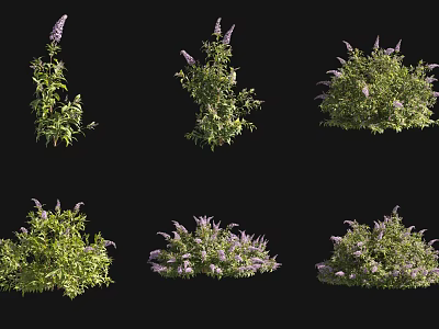 Various Forms of Shrubs with Green Leaves and Purple Flowers on Black Background 3d model