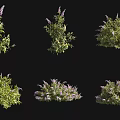Various Forms of Shrubs with Green Leaves and Purple Flowers on Black Background