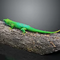 Vibrant Green Lizard Perched On Weathered Wooden Log With Textured Surface