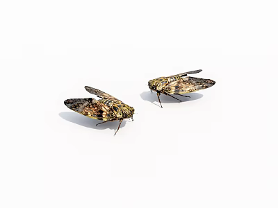 Two Brown Spotted Cicadas With Intricate Wing Patterns On White Surface 3d model