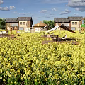 Rural Scenery Featuring Yellow Flower Fields Traditional Houses Windmill Wooden Platforms Sunshades And Chairs