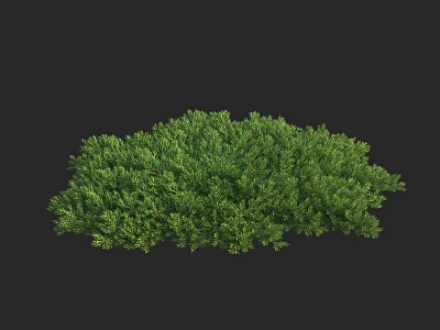 Lush Green Shrub with Dense Foliage and Vibrant Leaves Perfect for Garden Landscaping Design 3d model