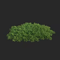 Lush Green Shrub with Dense Foliage and Vibrant Leaves Perfect for Garden Landscaping Design