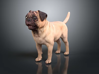 Adorable Beige Pug Standing on Reflective Surface with Gray Background 3d model