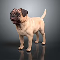 Adorable Beige Pug Standing on Reflective Surface with Gray Background