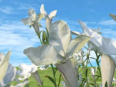 Blooming White Flowers Under Blue Sky With White Clouds And Green Grass 3d model