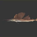 Red Sailfish With Long Bill And Large Fins On Gray Background Reflection