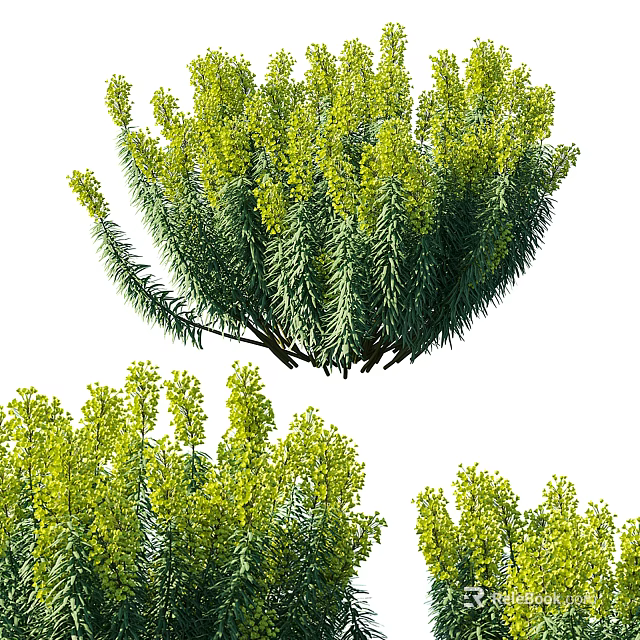 Lush Green Shrub With Dense Foliage And Vibrant Yellow Blooms For Garden Landscaping Design 3d model 