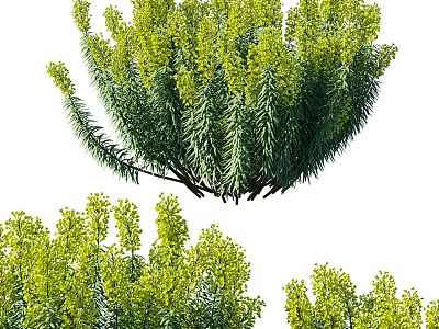 Lush Green Shrub With Dense Foliage And Vibrant Yellow Blooms For Garden Landscaping Design 3d model