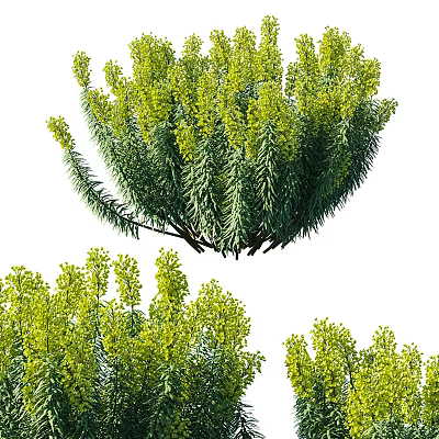 Lush Green Shrub With Dense Foliage And Vibrant Yellow Blooms For Garden Landscaping Design 3d model