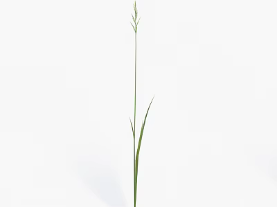 Fresh Green Grass with Slender Stem Leaves and Small Spikelets on White Background 3d model
