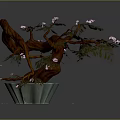 Bonsai Tree with Brown Trunk and Pink Flowers in Light Green Pot and Scattered Petals