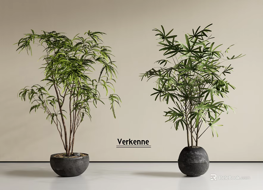 Modern Minimalist Green Leaf Bonsai Potted Plants in Black Round Pots with Light Background 3d model 