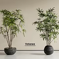 Modern Minimalist Green Leaf Bonsai Potted Plants in Black Round Pots with Light Background