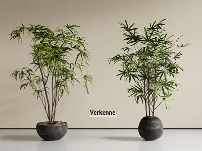 Modern Minimalist Green Leaf Bonsai Potted Plants in Black Round Pots with Light Background 3d model