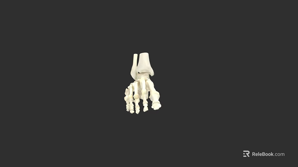 Human Foot Bones Anatomical Structure 3D Rendering With Detailed Skeletal Components 3d model 