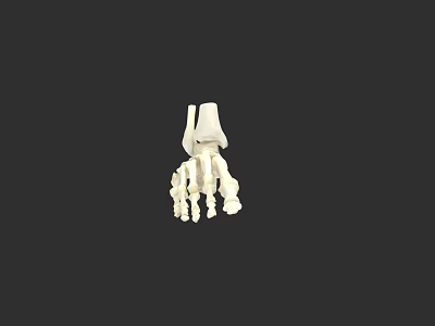 Human Foot Bones Anatomical Structure 3D Rendering With Detailed Skeletal Components 3d model