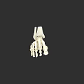 Human Foot Bones Anatomical Structure 3D Rendering With Detailed Skeletal Components