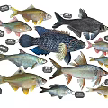 Various Freshwater Fish Species Including Silver Carp Bighead Carp Grass Carp And Crucian Carp
