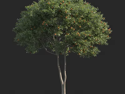 Lush Arbor with Dense Green Foliage and Orange Fruits on Dual Trunks 3d model