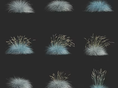 Various Feathery Tufted Ornamental Grasses Silver Blue And Golden On Black Background For Garden 3d model