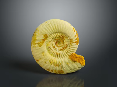Yellowish White Ammonite Fossil With Spiral Shell Texture And Brown Spots On Gray Background 3d model