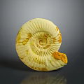 Yellowish White Ammonite Fossil With Spiral Shell Texture And Brown Spots On Gray Background