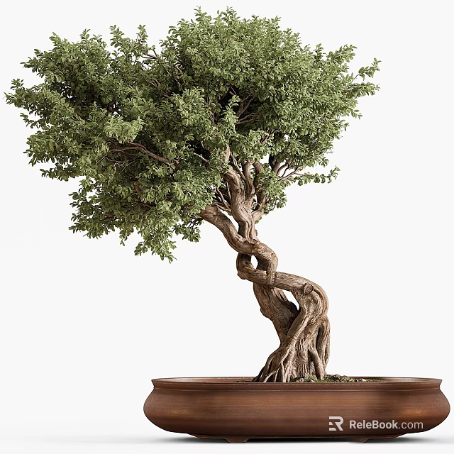Bonsai Tree With Twisted Trunk Exposed Roots And Lush Green Leaves In Brown Pot 3d model 