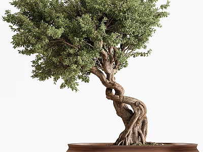 Bonsai Tree With Twisted Trunk Exposed Roots And Lush Green Leaves In Brown Pot 3d model