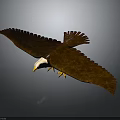 Eagle with White Head Brown Feathers Spreading Wings on Dark Background with Reflection