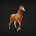 Detailed Brown Horse With White Markings In Standing Pose On Dark Background