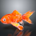 Orange Goldfish With Vibrant Color And Flowing Tail On Dark Background With Reflection