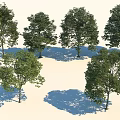 Various Leafy Trees With Different Shapes Lush Green Foliage And Cast Shadows