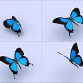 Butterfly Flying Butterfly with Animated Butterfly 3d model