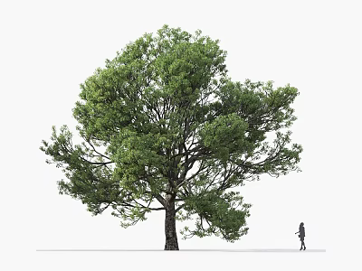 Tall Tree With Lush Green Foliage And A Person Standing Nearby 3d model