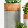 Bonsai Potted Plants In Gray Brown Containers With Lush Green Foliage For Indoor Decor