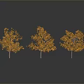 Three Trees With Orange Leaves Against Gray Background With Reflections On The Ground