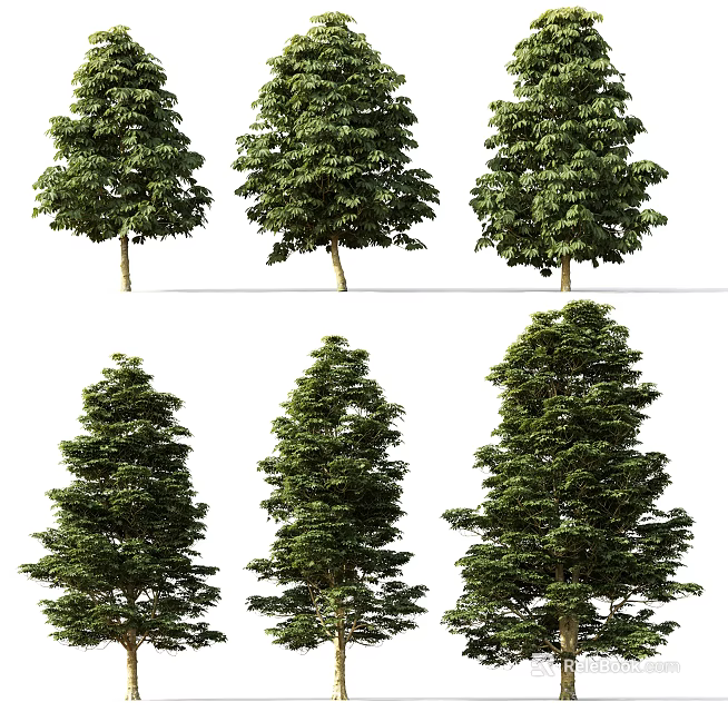 Various Types of Arbor Trees with Different Crown Shapes for Landscape Design 3d model 