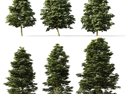 Various Types of Arbor Trees with Different Crown Shapes for Landscape Design 3d model