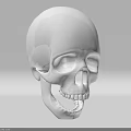 White Skull 3D Rendered Model With Smooth Surface And Detailed Design