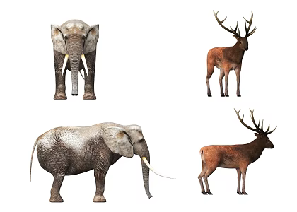 elephant sika deer african elephant big stupid elephant deer white tail deer antlers elk sika deer reindeer white rump deer red deer roe deer roe deer 3d model