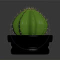 Potted Green Cactus Plant With Spines In Black Pot And Small Pebbles