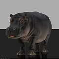 Realistic Hippopotamus Close Up On Black Background With Detailed Skin And Features
