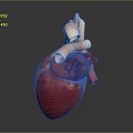 Detailed 3D Anatomical Model of Human Chest Organ Heart with Blood Vessels Structure