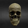 Medical Skull Model As Essential Tool For Anatomical Teaching And Healthcare Training