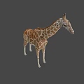 Majestic Tall Spotted Giraffe With Long Neck In Natural Outdoor Grassland