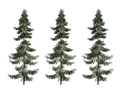 Three Tall Arbor Trees With Green Foliage And Upright Trunks 3d model